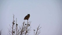 Great horned owl hooting