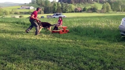 GERMAN SHEPHERD STOP 2 KIDNAPPERS WHO TRY TO KIDNAP A LITTLE GIRL