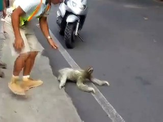 Sloth Crossing the Street- I Believe I Can Fly Version