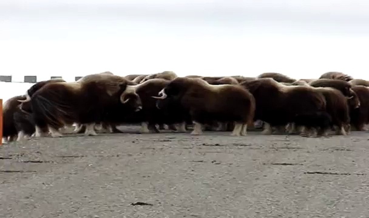 musk ox vs bear