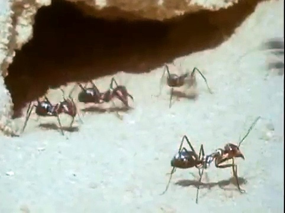 The Amazing Cataglyphis Ant
