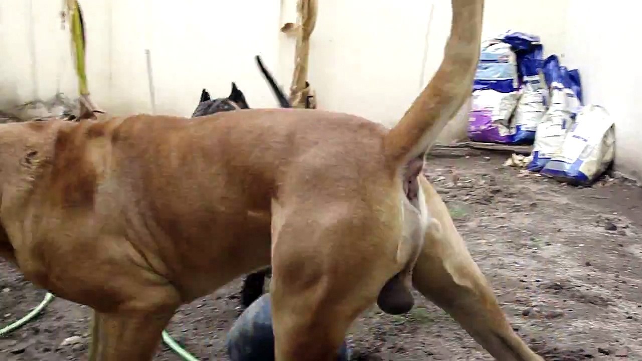 PRESA CANARIO DOGO CANARIO