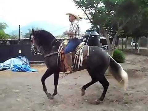 CABALLOS BAILADORES