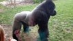 Un Gorille s'énerve contre les visiteurs d'un zoo