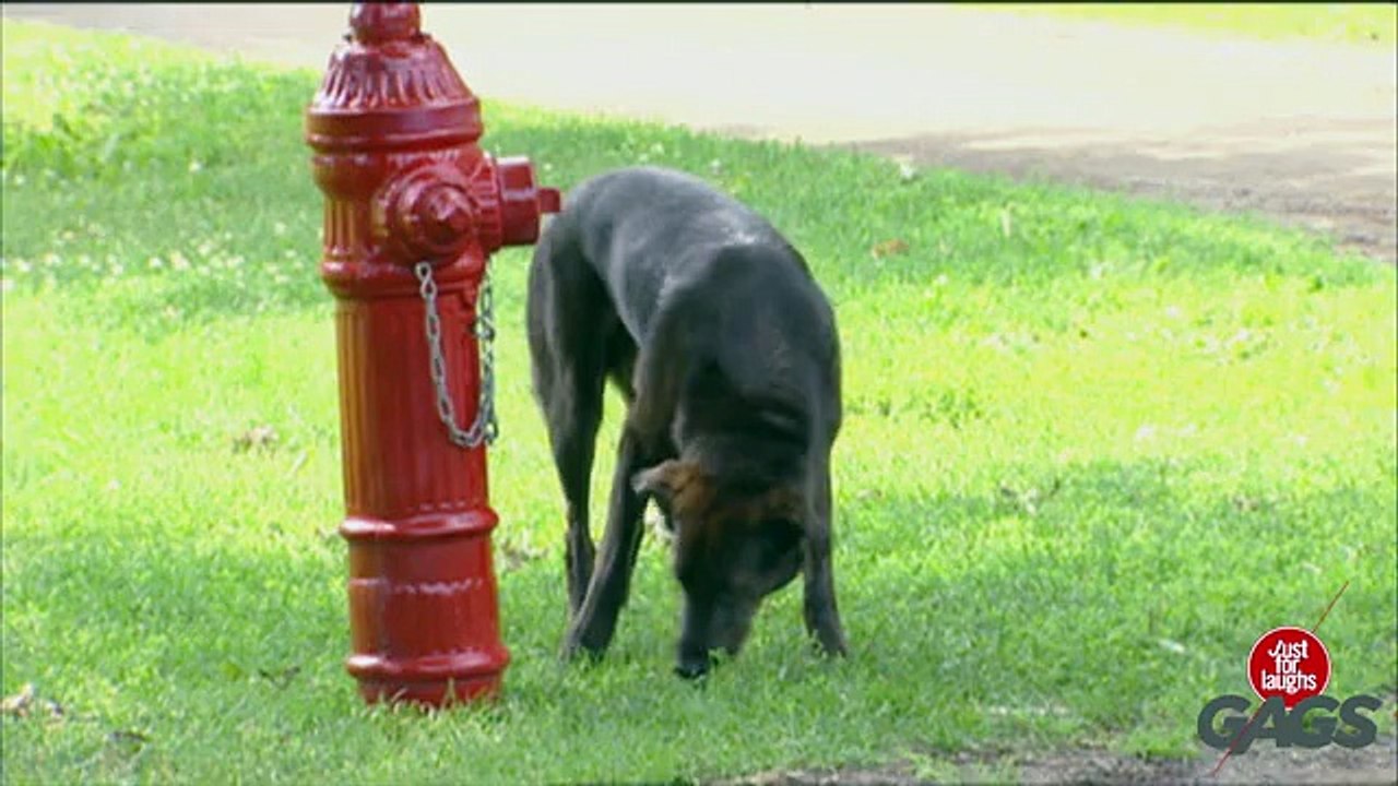 Dogs Get Pranked ! -