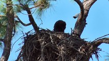 SWFL Eagles_Precious Moments ~Harriet Feeds E6~Harriet To Pond 03-29-15