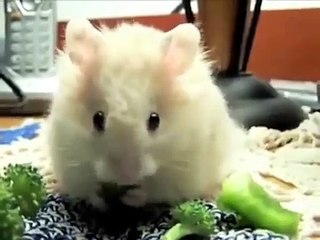 num num num song