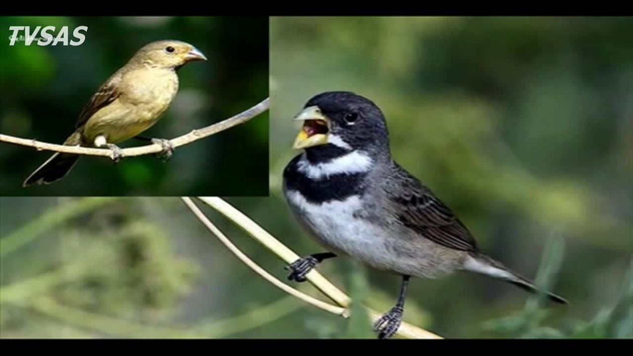 Femea de Coleiro Quente e Coleiro Tiu-Vi-Vi
