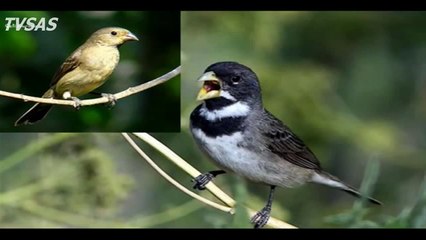 Femea de Coleiro Quente e Coleiro Tiu-Vi-Vi