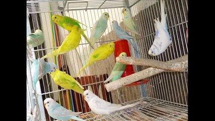 CRIADERO CALI - PERICOS AUSTRALIANOS E INGLESES - LIMA - PERU