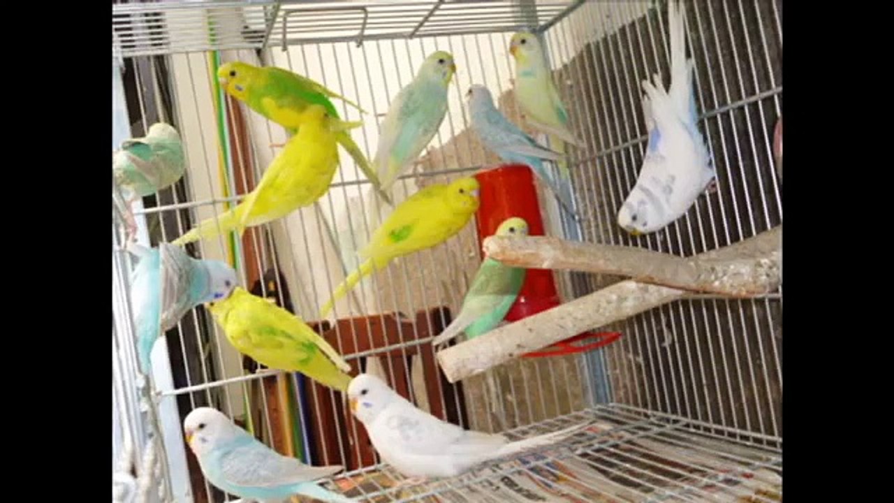 CRIADERO CALI - PERICOS AUSTRALIANOS E INGLESES - LIMA - PERU