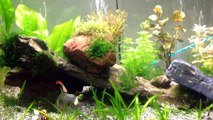 Planted Fish Tank with Guppies and Neons