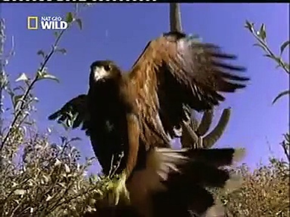 KARTALIN VAHŞİ GÜCÜ (BELGESEL)صقر يصطاد افعى من البحر