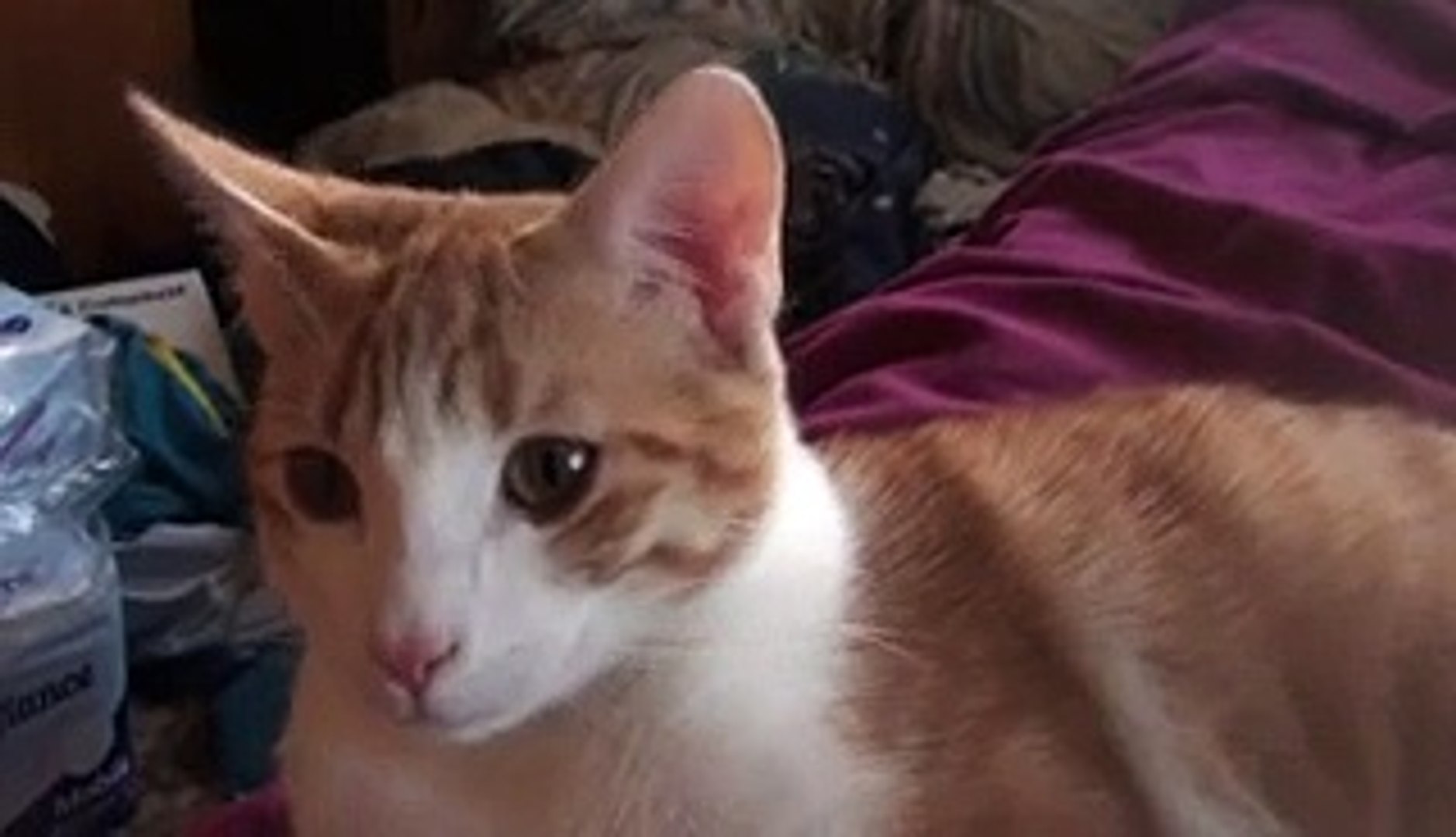 Un Petit Chat Roux Et Blanc Video Dailymotion
