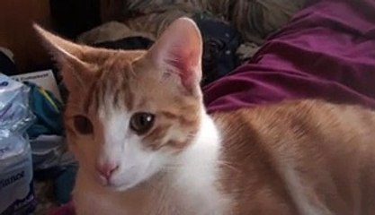 UN PETIT CHAT ROUX ET BLANC