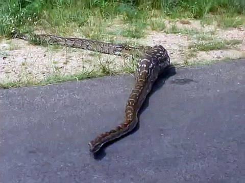 African rock python that swallowed impala