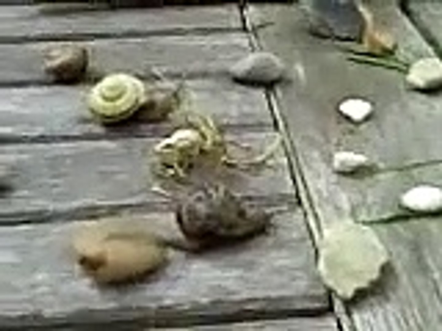Snail race
