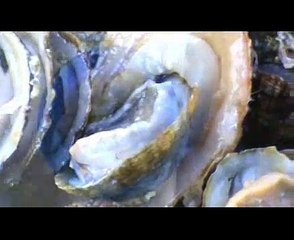 Molho Afonso ou Afonso de Lapas