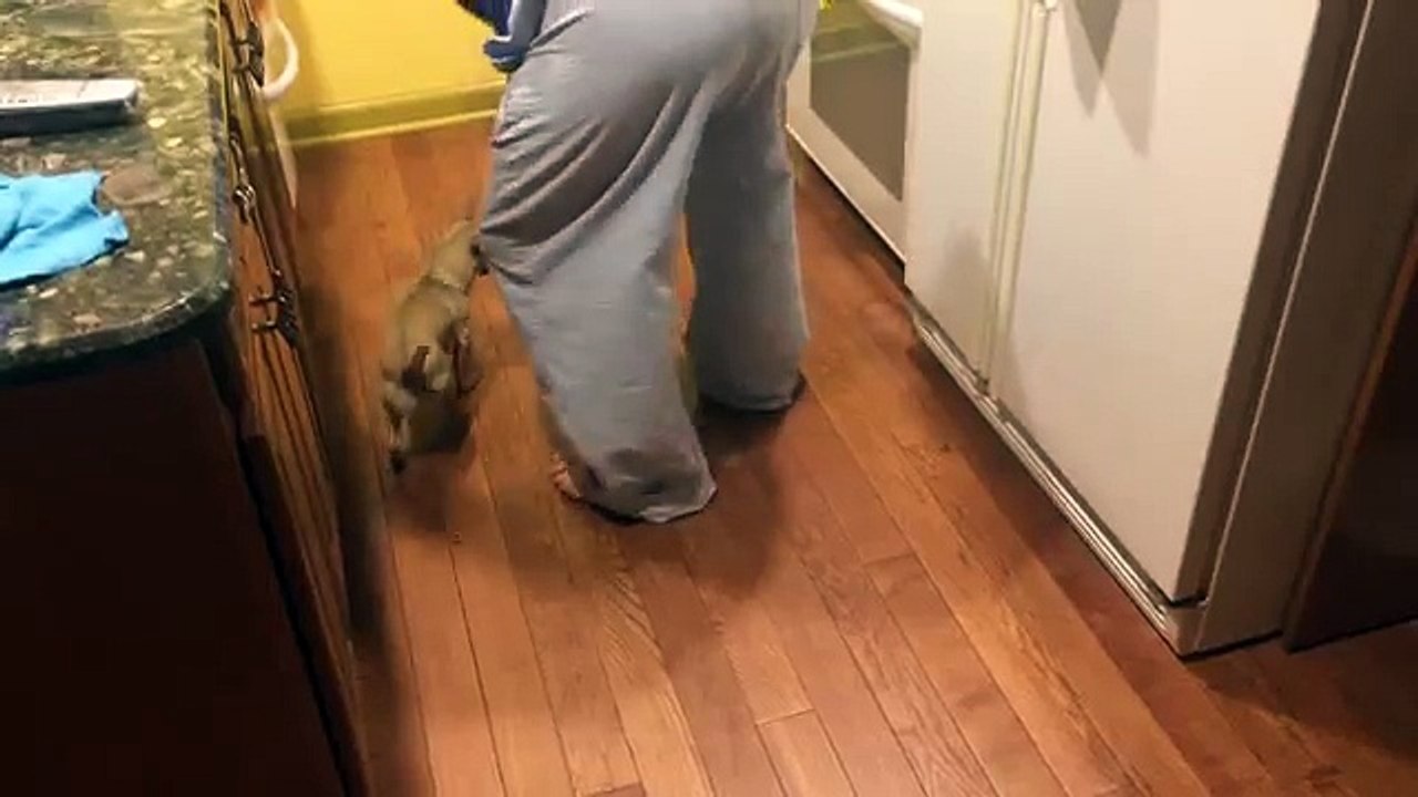 Ce Chien Déteste manger seul ce qu'il Fait est vraiment Drôle