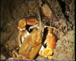 Alla ricerca del gambero di fiume - Crayfish River (Austropotamobius pallipes italicus)