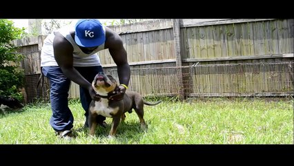 Training your American Bully Pitbull