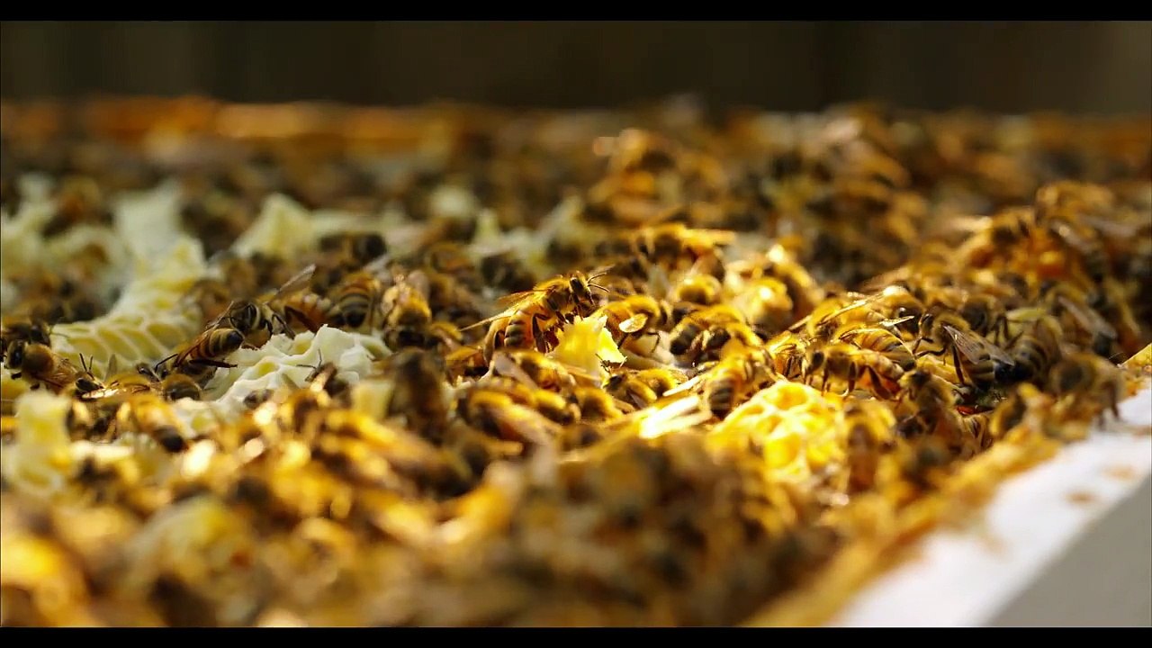 downloads 4k samples videos honey bees 96fps ultra hd