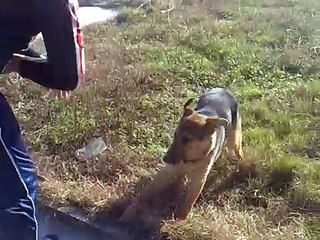 german shepherd bites boy to death