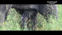 Largest Animal Penis ( World Record ) - Tanzania