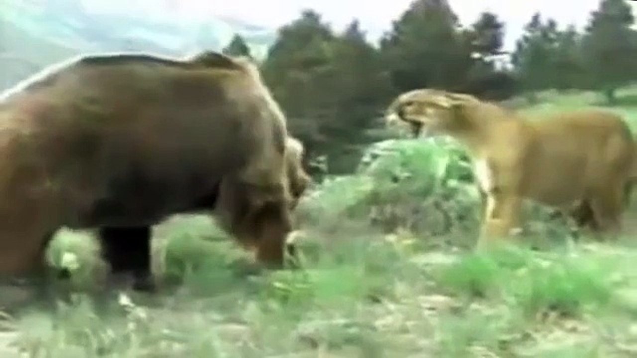 grizzly bear vs lion size