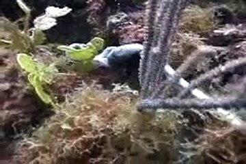 Unknown Sea Creature Filmed Off Florida Coast!