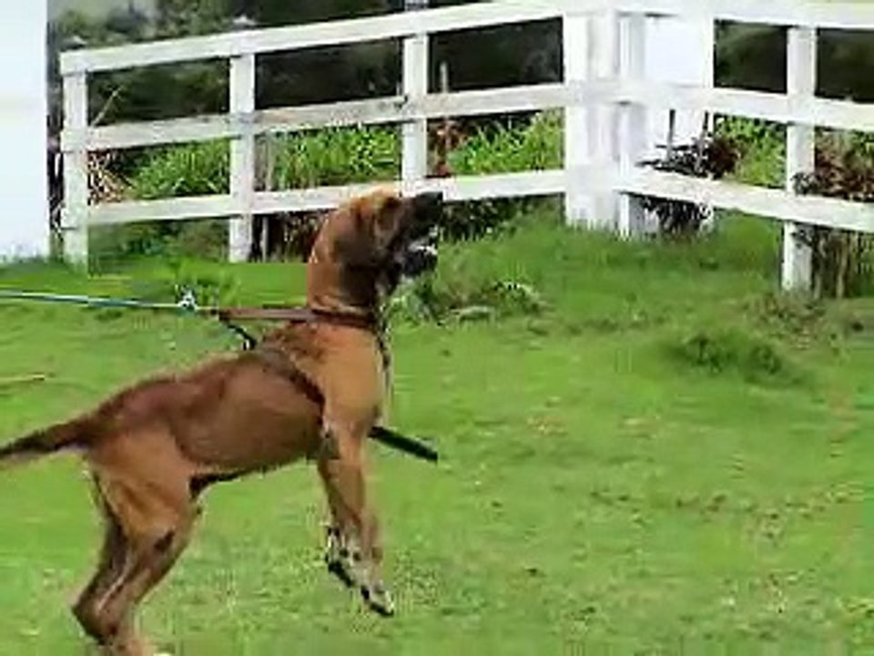 Fila Brasileiro CAFIB