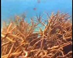 Scuba Diving in Cairns - 1