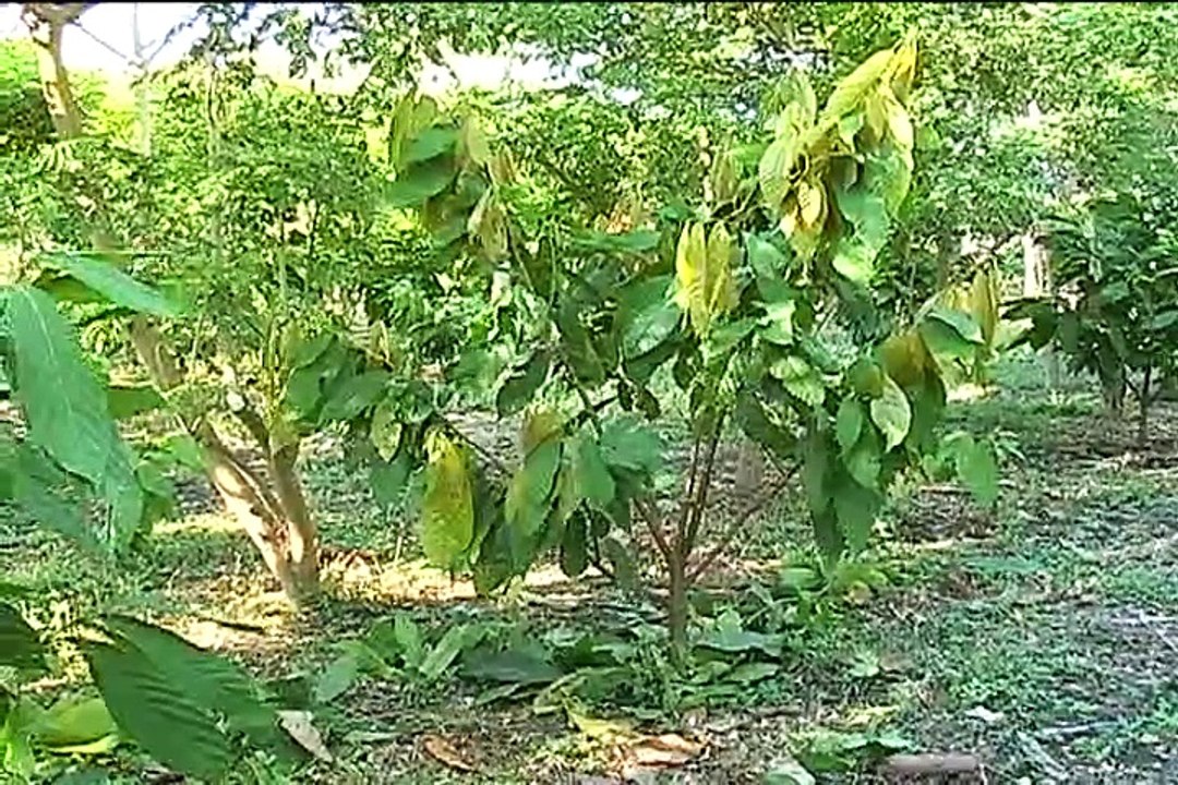 11 de abril de 2015 Corpoica Cacao