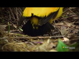 CHITTIYAN KALAIYAN  vi dance by love birds-20153