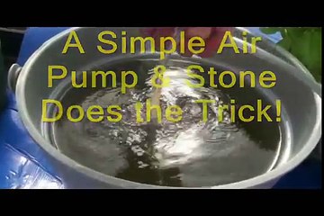 DWC Hydroponics Bucket System update