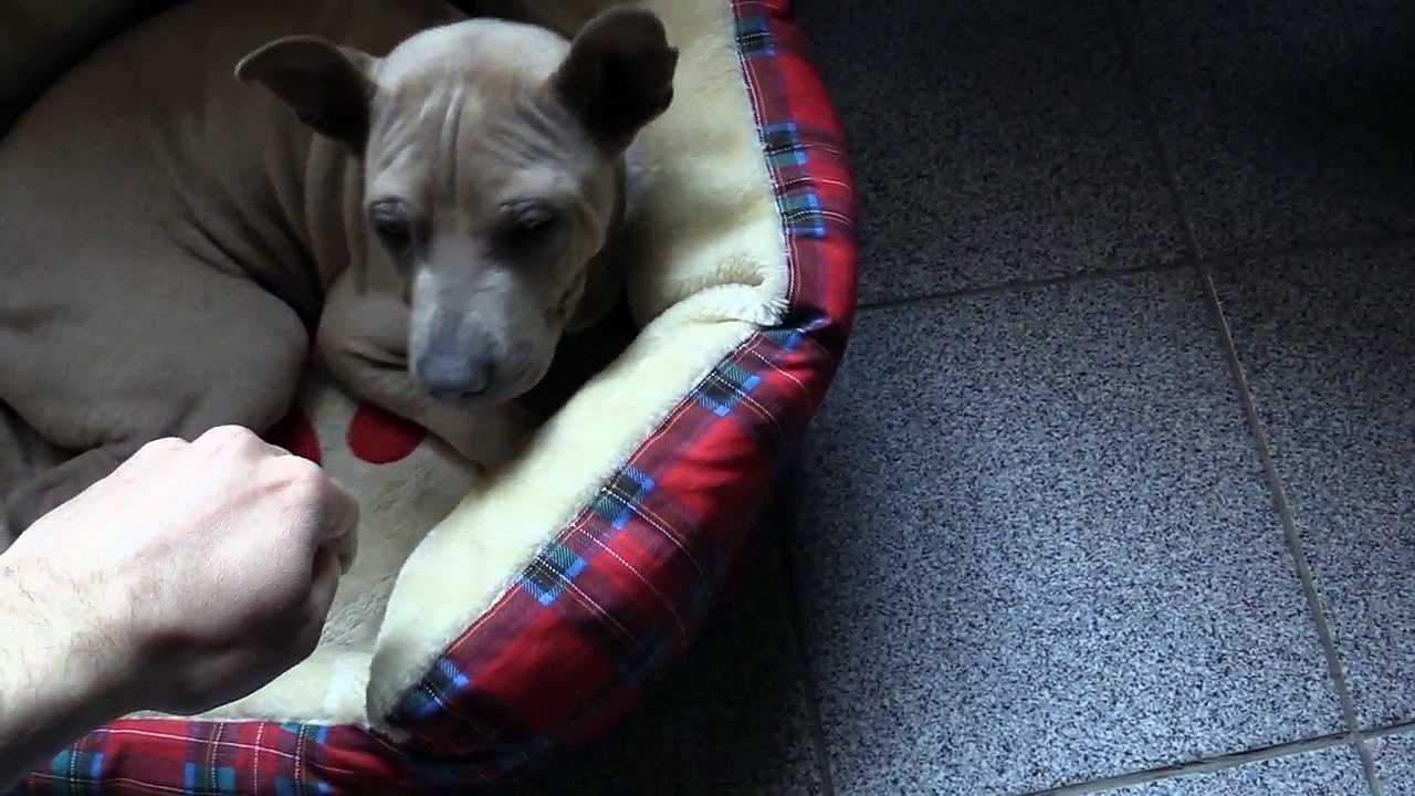 MANGER DES CROQUETTES POUR CHIEN ! BLÉDARD STORY #55