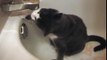 My Cat Sneaker Gets A Drink of Water from the Tap