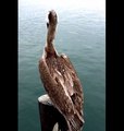 Pelican Displays Physical Prowess