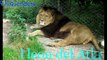 Las 10 especies de leones en el mundo - ¿Extintas o no?