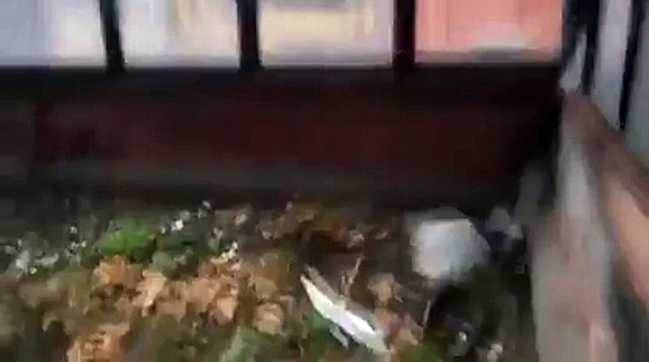 Chat kamikaze en action