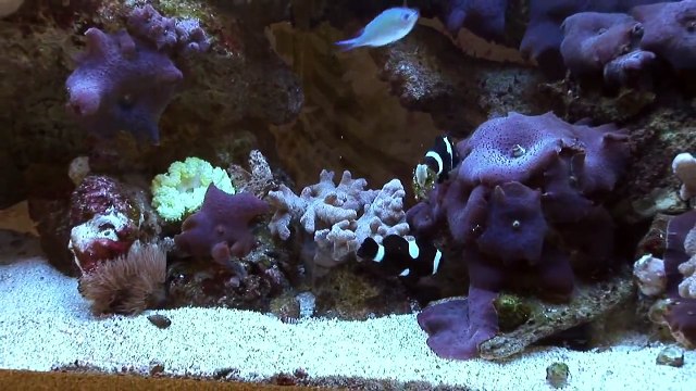 Fish & Reptiles : How to Build a Salt Water Aquarium