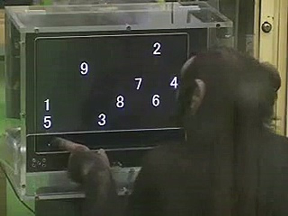 Are You Smarter Than A Chimp