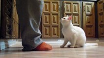 Second Clicker Training Session for Munch (the deaf cat)