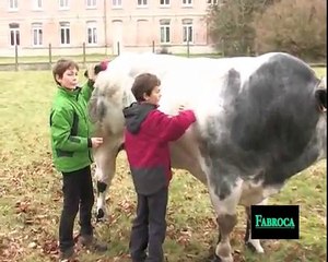 Les taureaux Fabroca