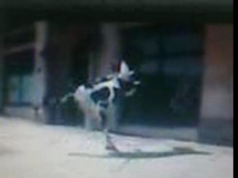 Vache folle