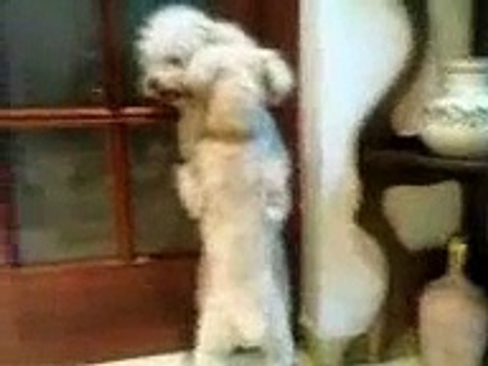 perros caniches