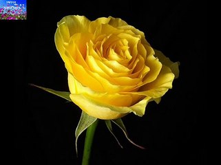 JADI KONO GOLAPER ARUNDHATI HOLME CHOWDHURY