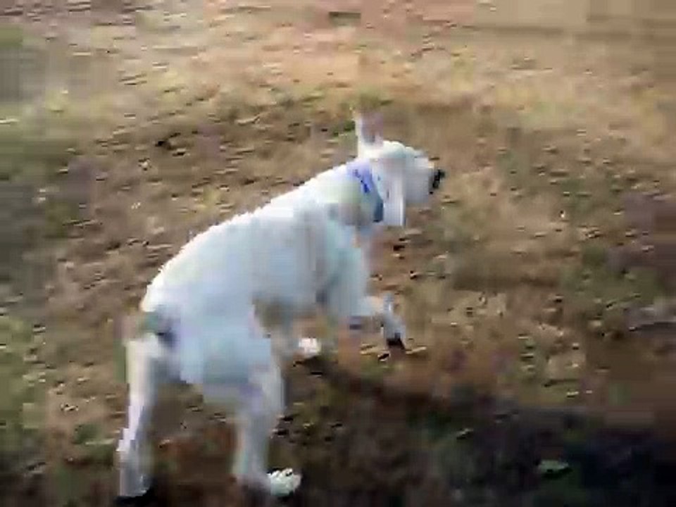 American Bulldogs - Tunnel Springs Bullies