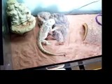 Bearded Dragon eating Mouse