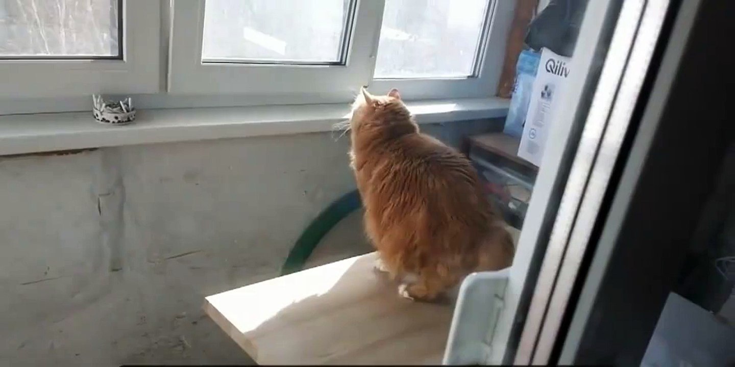 The cat is watching the yard